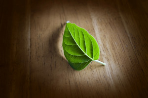 what is botany مرسله بواسطه botanyclub