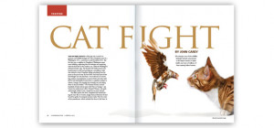 cat-fight-spread (Conservation magazine) 590_px