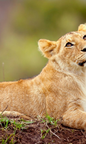 nature-animals-lions-lion-cub-baby-animals-800x480.jpg