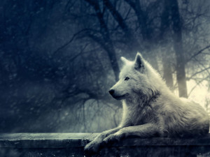 Wolves Wolf