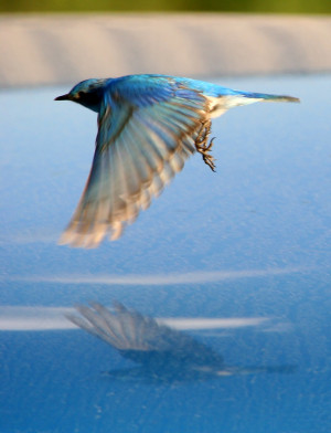 narcissus and goldmund birds natural bluebirds birds flying goldmund ...