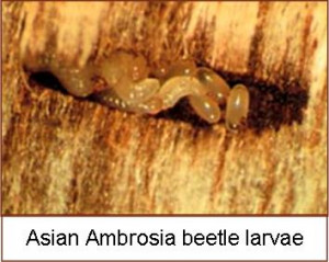 Asian Ambrosia Beetle Map