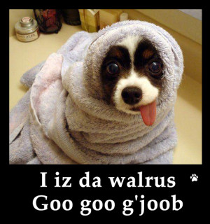 all dog photos with captions. There are a few cat photos with funny ...