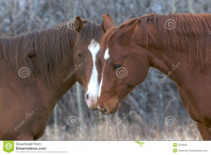 Two horses rubbing noses in affection for each other.
