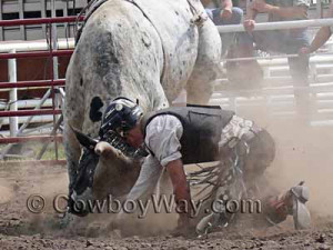 bull rider gets bucked off then comes face to face with a bull.