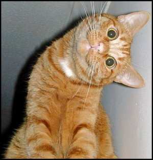 Funny cat photos scraps for orkut pics