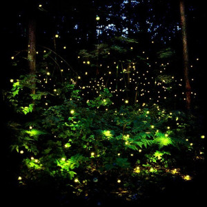 超梦幻的萤火虫森林