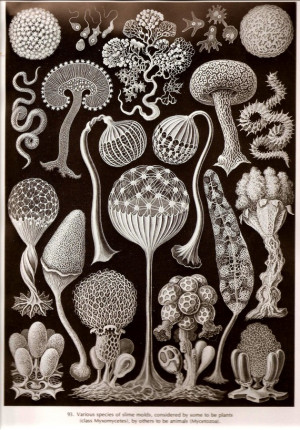 Ernst Haeckel Jellyfish Art