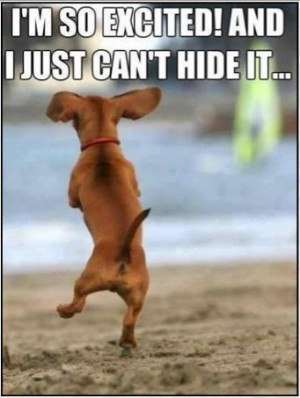 Dachshund dancing very excited Funny dog photo with captions
