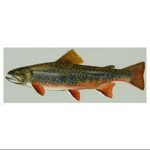 Brook trout Poster Print (24 x 10)