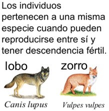 Porque son perros salvajes, perros asilvestrados ? Porque tienen el ...