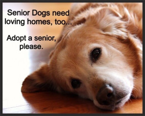 Senior dog