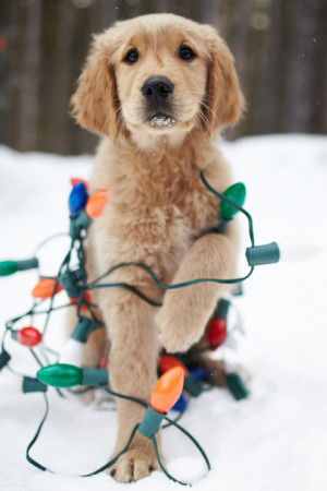 Christmas Puppy Awesomeness