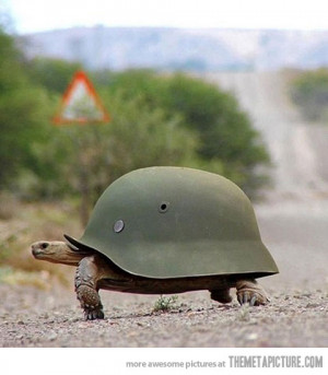 Funny photos funny turtle tortoise soldier helmet