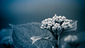 View Blue Flowers Wallpaper