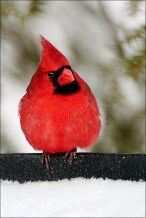 another angry bird