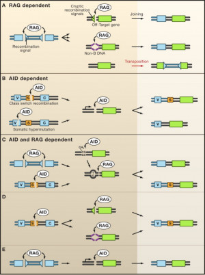 Collateral damage from antigen receptor gene diversification Mahowald