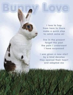 Rabbit quotes