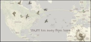 being an exchange student - My year in Minnesota