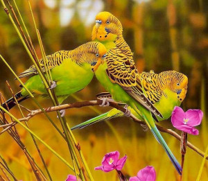 Parakeets via Paradise of Birds on Facebook