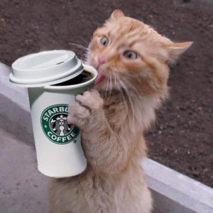 Starbucks Coffee Cat
