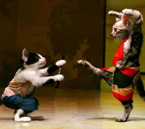 cat-humor-funny-karate-cat-5.jpg#karate%20cat%20600x533