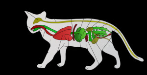 Description Scheme cat anatomy-lv.svg