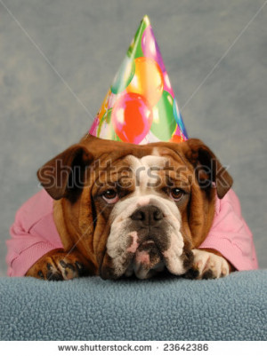 Stock Photo English Bulldog