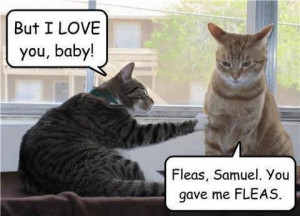 really funny lolcat joke pic Hilarious LOLcat Pic LOL!