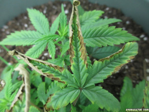 Marijuana Plant Leaf Problems
