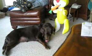 Funny Labrador Retriever Meets The Easter Bunny! Hilarious Labrador ...