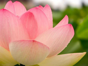 ... person’s suffering and bring that person joy. — Thich Nhat Hanh