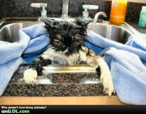 Funny animal pictures at Anilol