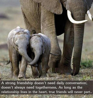 Elephant friendship