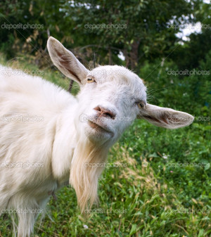 Funny Goat