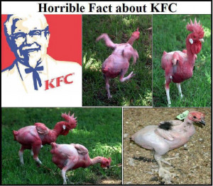 Horrible Fact about KFC!!! OMG!!! - Everyone Must read & Share