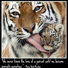 Tiger Quotes And Sayings