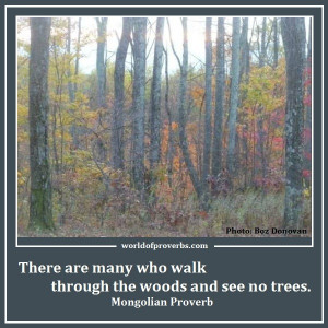 Photo by Boz Donovan