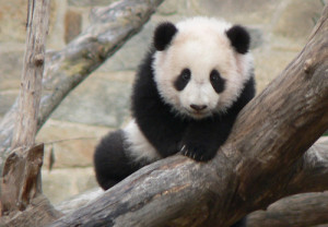 baby panda