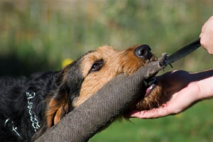 Doberdale pics Nov 2, 2006 1:37:48 GMT -5