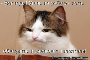 ПРИКОЛЫ С КОТАМИ и ДРУГИЕ / коты ...