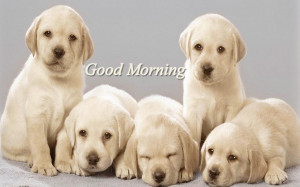 Good Morning quotes on dog photo