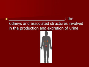 the kidneys and associated structures involved in the production and