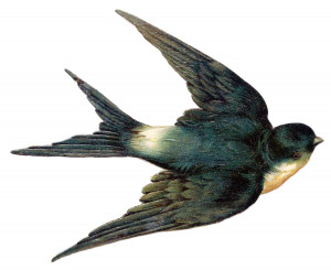 Vintage Clip Art – Bird – Best Swallow Ever!