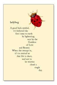 Ladybug--a good luck symbol, it's believed she first came to earth by ...