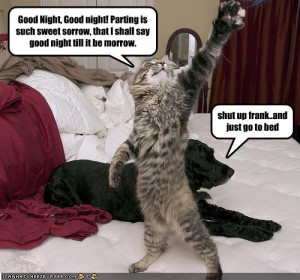 This cat that I don't know probably didn't say goodnight either ...