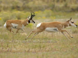 Grassland Biome Animals