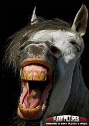 Funny Horse Teeth Laughing horse with bad teeth