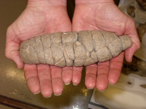 Coprolite (Fossilized poo)