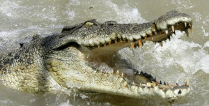 Prehistoric Crocodiles Ran...